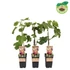Kép 1/2 - Ficus carica 'Rouge De Bordeaux' - füge - CS15