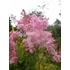 Kép 1/2 - Filipendula rubra 'Venusta' - magas legyezőfű - CS14