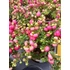 Kép 1/2 - Gaultheria mucronata 'Red Berry' - mirtuszhanga - CS10,5