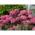 Kép 1/2 - Hydrangea arborescens 'Ruby Annabelle' - cserjés hortenzia - CS15