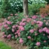 Kép 2/2 - Hydrangea arborescens 'Ruby Annabelle' - cserjés hortenzia - CS15