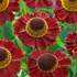 Kép 1/2 - Helenium 'Ruby Thuesday' - napfényvirág - CS11