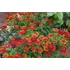 Kép 2/2 - Helenium 'Ruby Thuesday' - napfényvirág - CS11