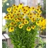 Kép 1/2 - Helenium 'Wesergold' - napfényvirág - CS11