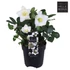 Kép 2/2 - Helleborus niger 'Christmas Carol' - hunyor - CS12