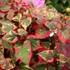 Kép 2/3 - Houttuynia cordata 'Chameleon' - kaméleonlevél - CS9