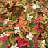 Kép 1/3 - Houttuynia cordata 'Chameleon' - kaméleonlevél - CS9