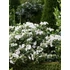 Kép 2/2 - Hydrangea macrophylla 'Runaway Bride' - kerti hortenzia - CS17
