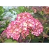 Kép 3/3 - Hydrangea macrophylla 'Mirai' - kerti hortenzia - CS9
