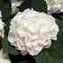 Kép 1/2 - Hydrangea macrophylla 'Ice Boy'- kerti hortenzia - CS9