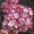 Kép 1/3 - Hydrangea macrophylla 'Mirai' - kerti hortenzia - CS9