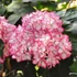 Kép 2/3 - Hydrangea macrophylla 'Mirai' - kerti hortenzia - CS9