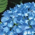 Kép 1/2 - Hydrangea macrophylla 'Nikko Blue' - kerti hortenzia - CS9