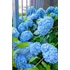 Kép 2/2 - Hydrangea macrophylla 'Nikko Blue' - kerti hortenzia - CS9