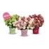 Kép 1/3 - Hydrangea paniculata 'Groundbreaker Blush' - talajtakaró hortenzia - CS14