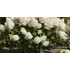 Kép 1/2 - Hydrangea paniculata 'Silver Dollar' - bugás hortenzia - CS17