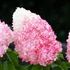 Kép 1/4 - Hydrangea paniculata 'Living Pink&Rose' - bugás hortenzia - CS9