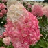 Kép 2/4 - Hydrangea paniculata 'Living Pink&Rose' - bugás hortenzia - CS9