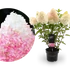 Kép 3/4 - Hydrangea paniculata 'Living Pink&Rose' - bugás hortenzia - CS9