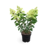 Kép 2/2 - Hydrangea paniculata 'Vanille Fraise' - bugás hortenzia - CS9