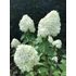 Kép 1/2 - Hydrangea paniculata 'Phantom' - bugás hortenzia - CS9