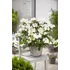 Kép 2/3 - Hydrangea paniculata 'Runaway Bride' - fátyol hortenzia - CS17