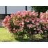 Kép 1/2 - Hydrangea paniculata 'Vanille Fraise' - bugás hortenzia - CS9