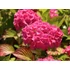 Kép 1/2 - Hydrangea macrophylla 'Alpenglühen' - kerti hortenzia - CS15