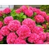 Kép 2/2 - Hydrangea macrophylla 'Alpenglühen' - kerti hortenzia - CS15