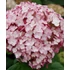 Kép 1/2 - Hydrangea arborescens 'Bubblegum' - cserjés hortenzia - CS9