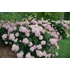 Kép 2/2 - Hydrangea arborescens 'Bubblegum' - cserjés hortenzia - CS9