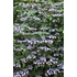 Kép 1/2 - Hydrangea aspera - érdeslevelű hortenzia