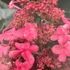 Kép 1/2 - Hydrangea paniculata 'Living Infinity' - bugás hortenzia - CS19