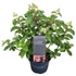 Kép 2/2 - Hydrangea paniculata 'Living Infinity' - bugás hortenzia - CS19