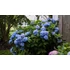 Kép 2/2 - Hydrangea macrophylla 'Blue' - kerti hortenzia