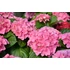 Kép 1/2 - Hydrangea macrophylla 'Early Rosa' - kerti hortenzia - CS14