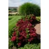 Kép 2/2 - Hydrangea macrophylla 'Magical Red' - kerti hortenzia - CS17