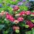 Kép 1/2 - Hydrangea macrophylla 'Magical Red' - kerti hortenzia - CS17