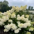 Kép 2/2 - Hydrangea paniculata 'Grandiflora' - bugás hortenzia - CS17