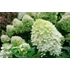 Kép 1/2 - Hydrangea paniculata 'Little Lime' - bugás hortenzia - CS17