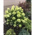 Kép 2/2 - Hydrangea paniculata 'Little Lime' - bugás hortenzia - CS17