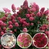 Kép 1/2 - Hydrangea paniculata 'Wims Red' - bugás hortenzia - CS17