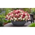 Kép 2/3 - Hydrangea paniculata 'Groundbreaker Ruby' - talajtakaró hortenzia - CS14