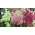 Kép 1/2 - Hydrangea paniculata 'Limelight Prime'- bugás hortenzia - CS17