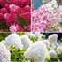 Kép 1/2 - Hydrangea paniculata 'Petite Flori' - bugás hortenzia - CS17