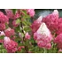 Kép 2/2 - Hydrangea paniculata 'Petite Flori' - bugás hortenzia - CS17