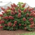 Kép 2/3 - Hydrangea quercifolia 'Sike's Dwarf' - tölgylevelű hortenzia - CS9