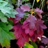 Kép 3/3 - Hydrangea quercifolia 'Sike's Dwarf' - tölgylevelű hortenzia - CS9
