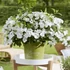 Kép 1/3 - Hydrangea paniculata 'Runaway Bride' - fátyol hortenzia - CS17