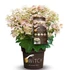 Kép 2/2 - Hydrangea paniculata 'Switch Ophelia' - bugás hortenzia - CS17